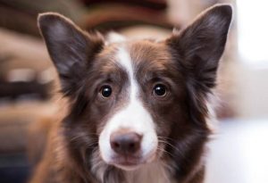 Pauli von Paulis Hundeausstatter